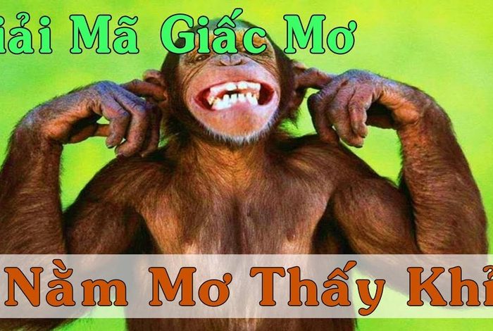 Mơ Thấy Con Khỉ: Những Ý Nghĩa Đằng Sau Giấc Mơ và Các Tín Hiệu Cần Lưu Ý