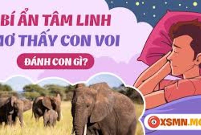 Giải Mã Giấc Mơ: Chiêm Bao Thấy Con Voi Có Niềm Báo Gì?