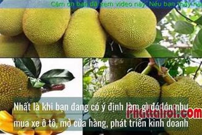 Chiêm Bao Thấy Trái Mít: Ý Nghĩa Và Niềm Báo Của Giấc Mơ