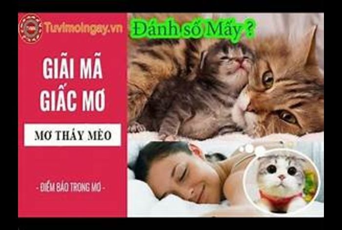 Giải Mã Giấc Mơ: Mơ Thấy Con Mèo Thì Có Điềm Gì?